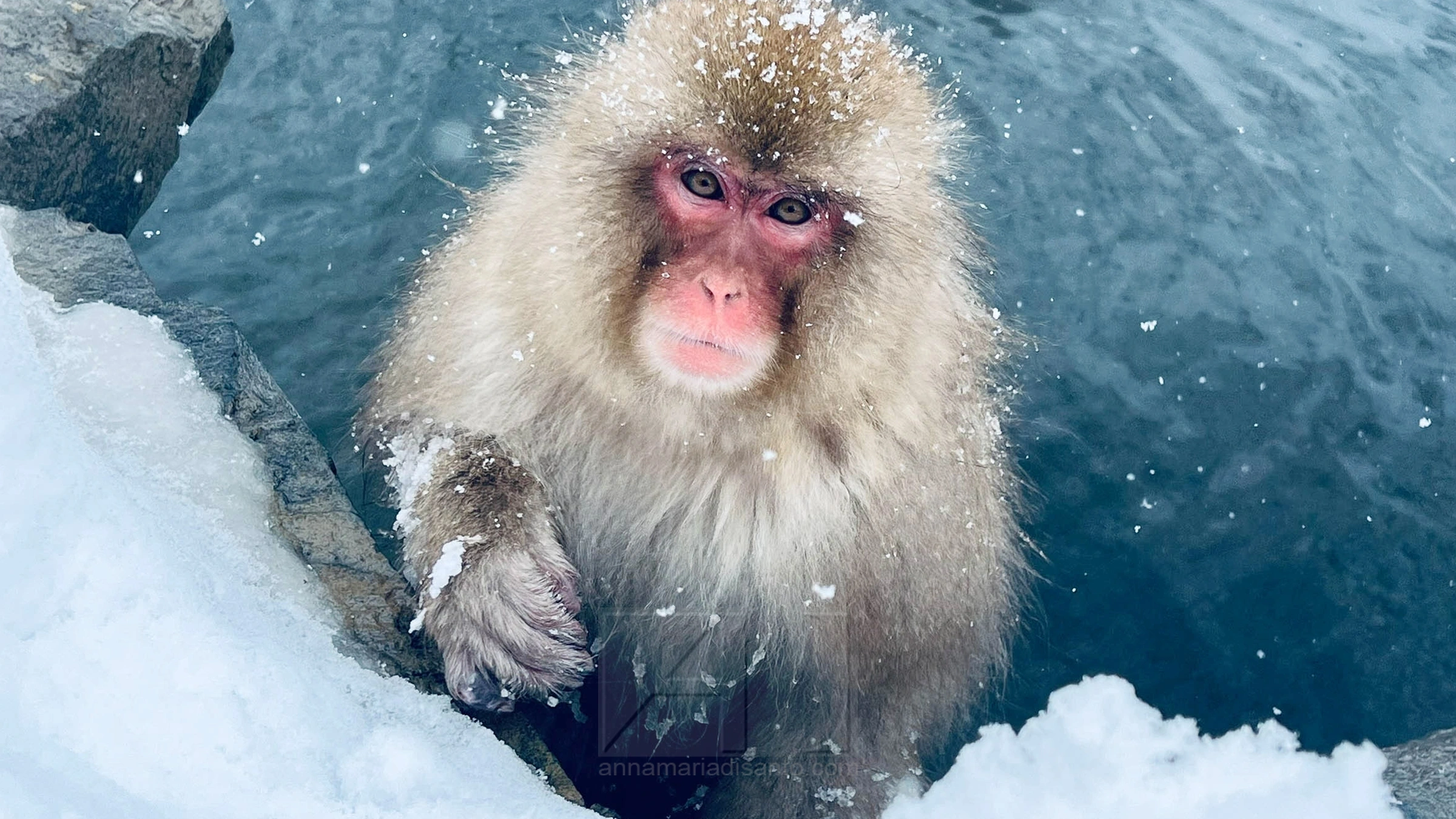 Japanese macaque (snow monkey) at Jigokudani Monkey Park in Nagano, Japan. Nature photography by Annamaria DiSanto