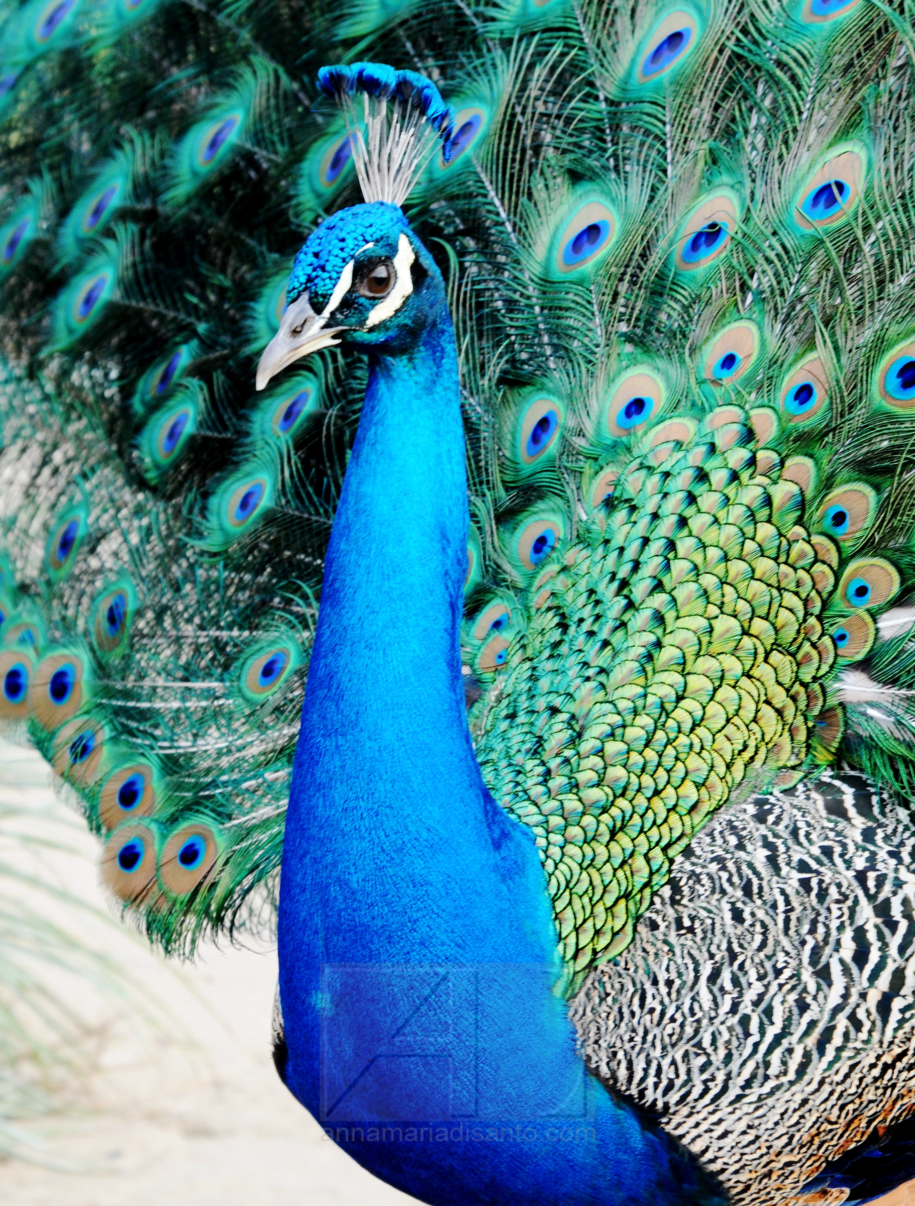 Indian peafowl with vibrant blue and green plumage, photographed by Annamaria DiSanto