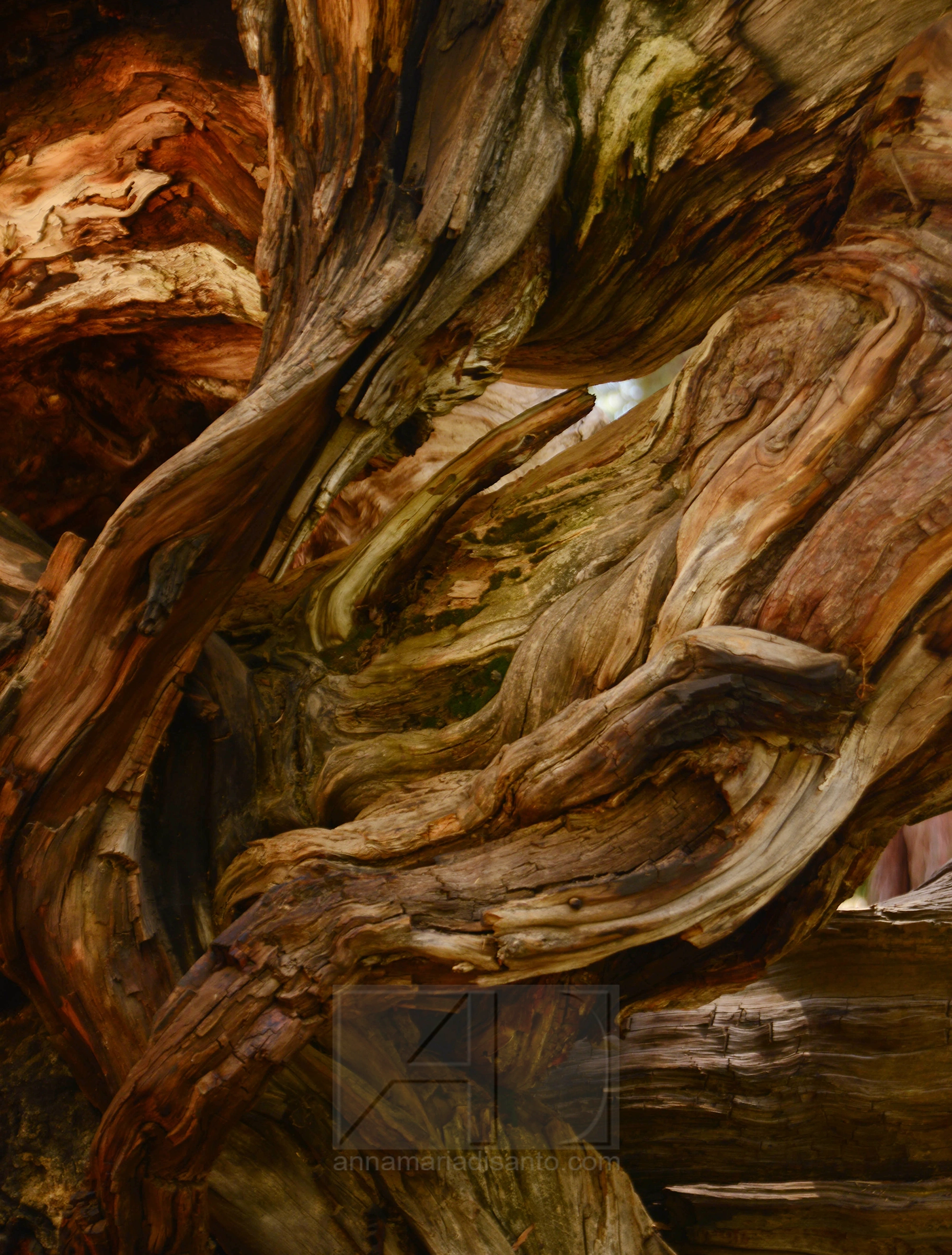 Close up abstract of a tree in Sequoia National Park in California by Annamaria DiSanto