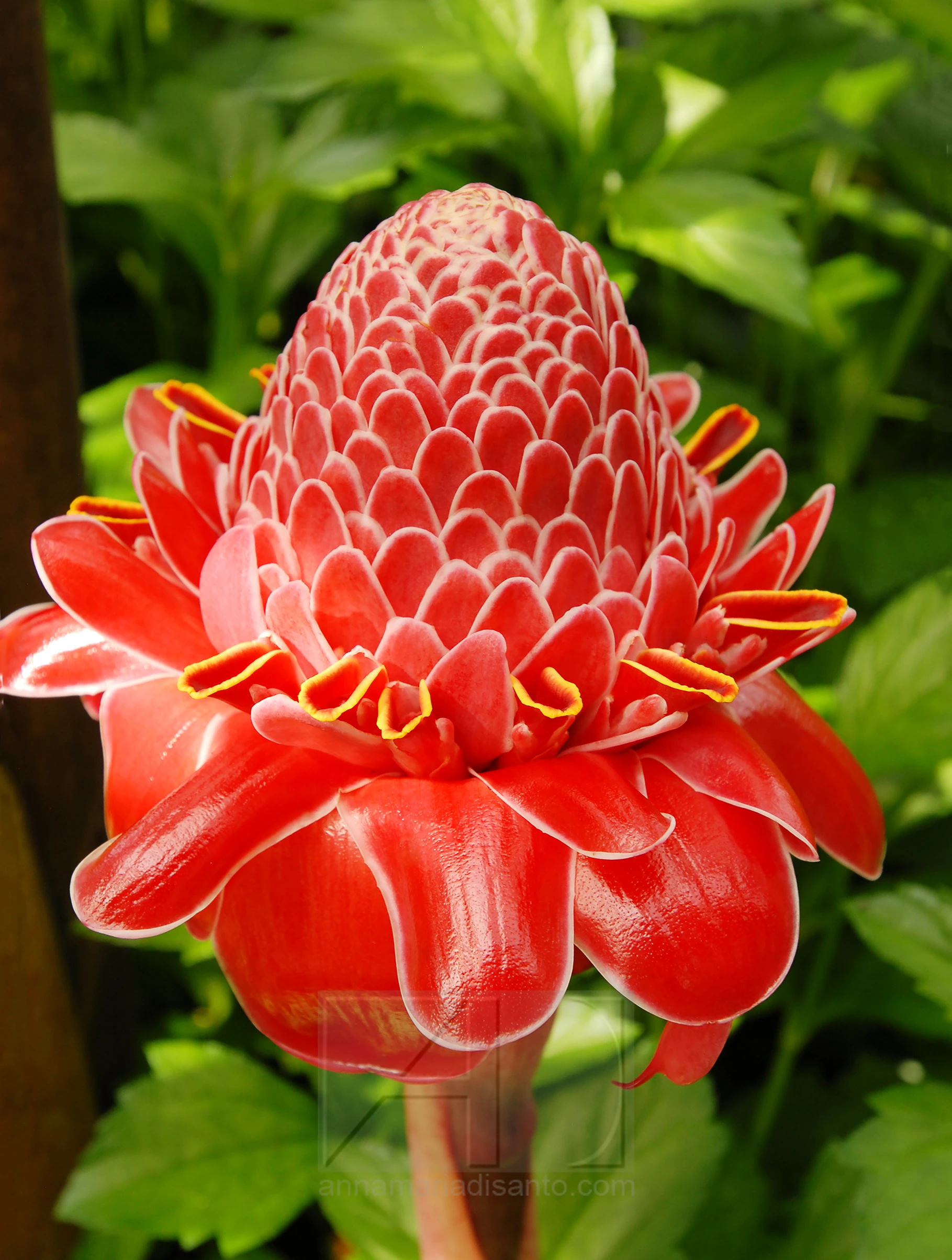 TORCH GINGER FLOWER PHOTOGRAPHED IN CHINA BY ANNAMARIA DISANTO