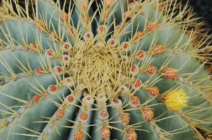 Close-up of a blue barrel cactus in Mexico, photographed by Annamaria DiSanto