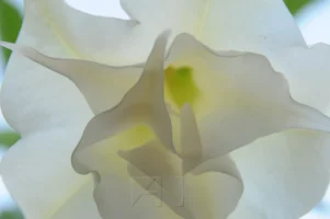 Angel's trumpet flower in Santiago, Chile, photographed by Annamaria DiSanto