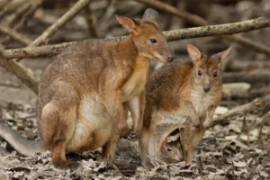 Family of red-legged pademelons in Cairns, Australia, photographed by Annamaria DiSanto