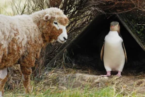 Corriedale sheep and Hoiho penguin in New Zealand, photographed by Annamaria DiSanto