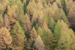 Golden autumn hillside of European larch trees in Poschiavo, Switzerland, photographed by Annamaria DiSanto