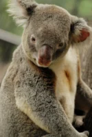 Koala in Australia, photographed by Annamaria DiSanto