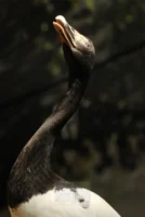 Magpie goose in Australia, photographed by Annamaria DiSanto