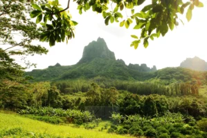 Plantation fields beneath Mount Tohivea on Moorea, French Polynesia, photographed by Annamaria DiSanto