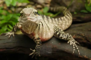 Brown basilisk lizard, AMBERGRIS CAYE, BELIZE, photographed by Annamaria DiSanto