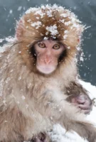 Japanese macaque (snow monkey) in JIGOKUDANI MONKEY PARK, NAGANO, JAPAN, photographed by Annamaria DiSanto