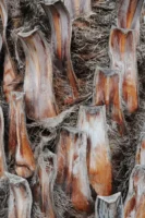 Palm tree bark in Palm Springs, California, photographed by Annamaria DiSanto