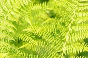Lady fern in Seattle, Washington, photographed by Annamaria DiSanto