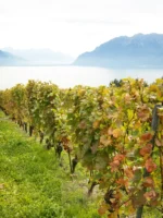 LAVAUX VINEYARDS, LAKE GENEVA, SWITZERLAND Lavaux Vineyard Terraces overlooking Lake Geneva in Switzerland, photographed by Annamaria DiSanto