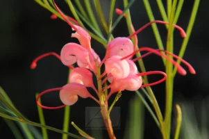 Grevillea johnsonii flower in Australia, photographed by Annamaria DiSanto