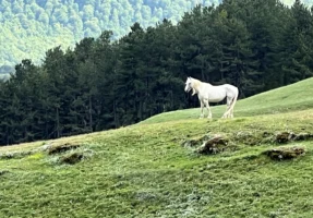 Wild white horse on a hillside overlooking Pescasseroli, Italy, photographed by Annamaria DiSanto